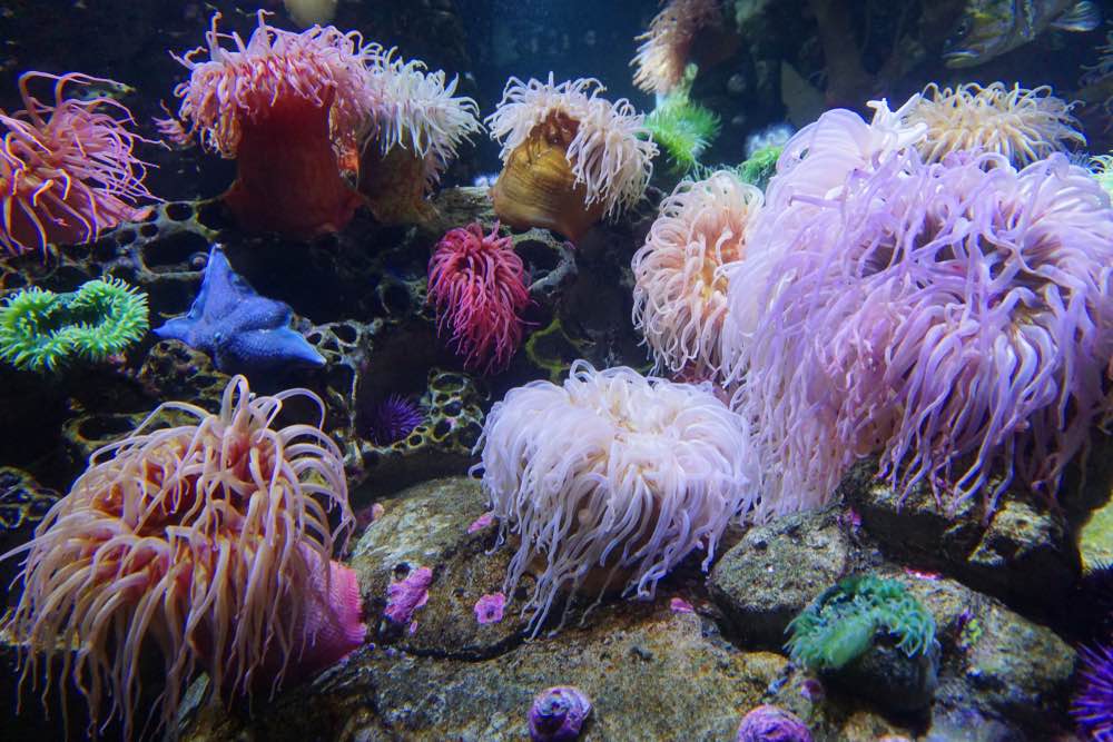 Colorful sea anemones in saltwater tank aquarium