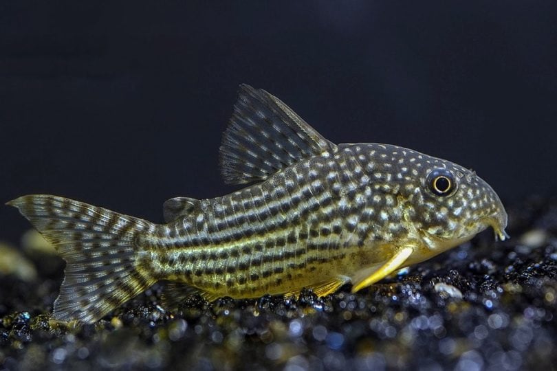 cá trê Corydoras