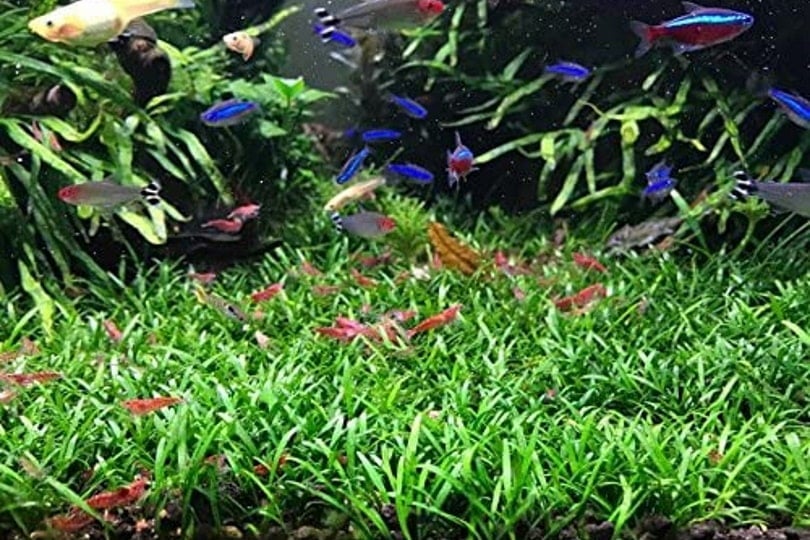 Cryptocoryne Parva Aquarium Plants