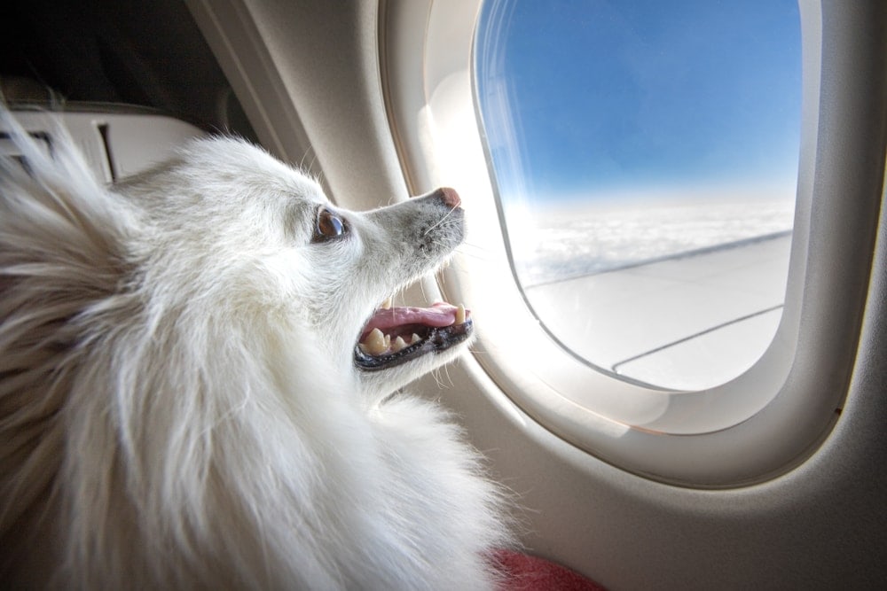 Cute dog in the window seat of plane