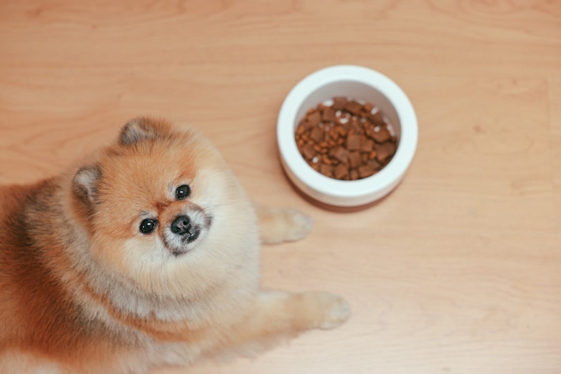 Cute puppy with a bowl of food