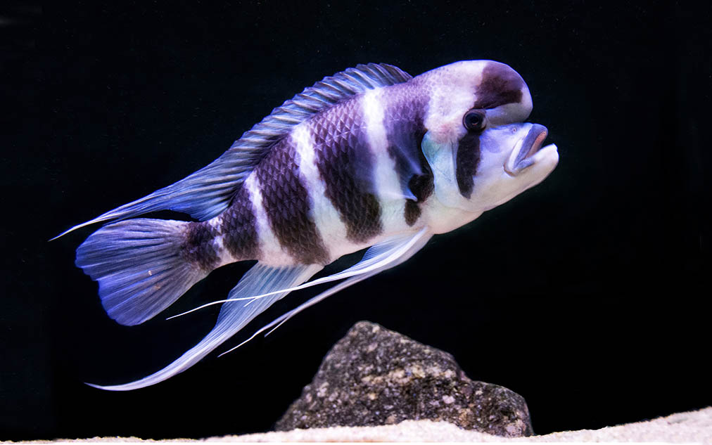 Cyphotilapia Frontosa trên nền đen