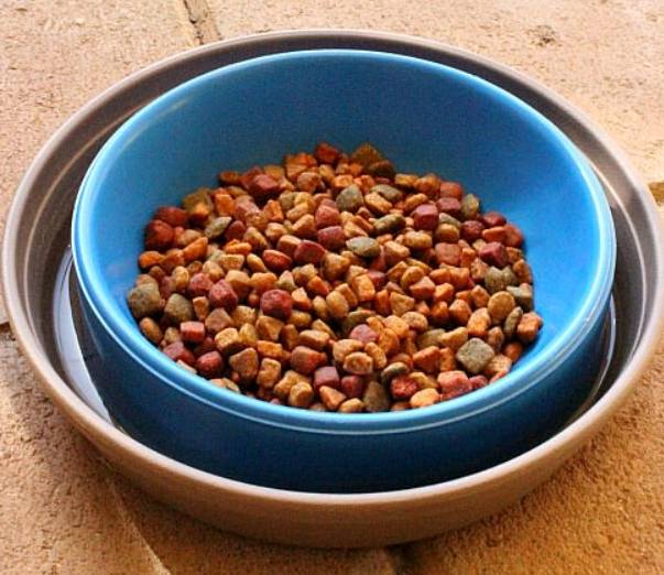 5 DIY AntProof Cat Bowls You Can Make Today (With Pictures) Hepper