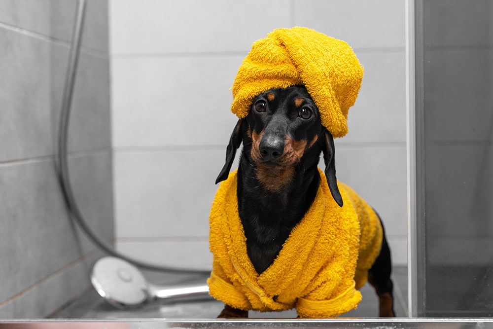 Dachshund puppy in yellow bathrobe and with towel