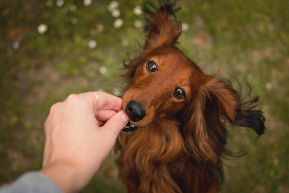 Dachshund - điều trị cho chó