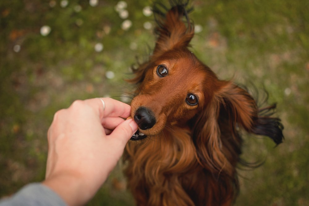 Dachshund - treat for the dog