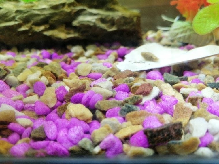 Detritus Worms What Are They & How to Get Rid of Them Hepper