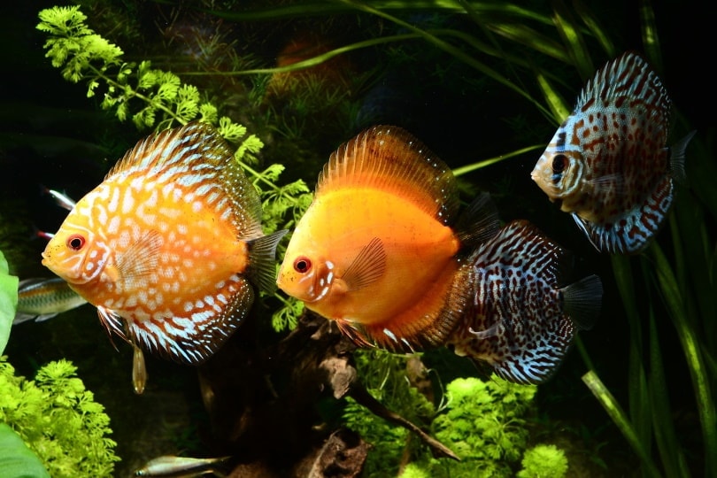 Discus fish in aquarium