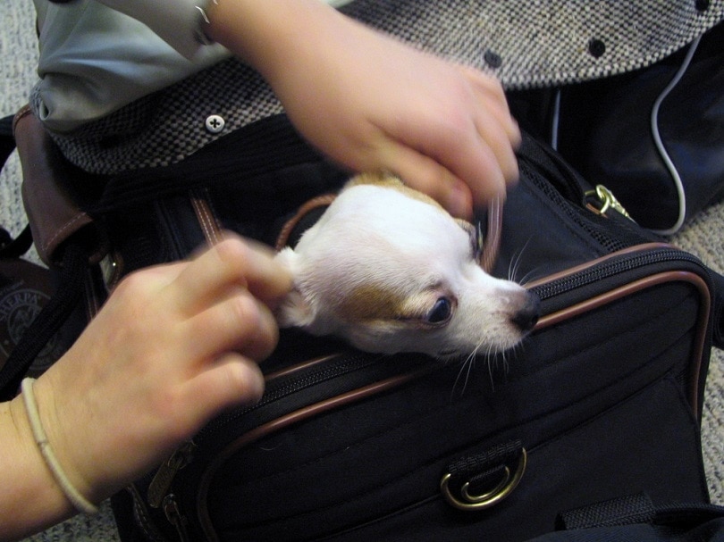 Dog In Airplane Carrier