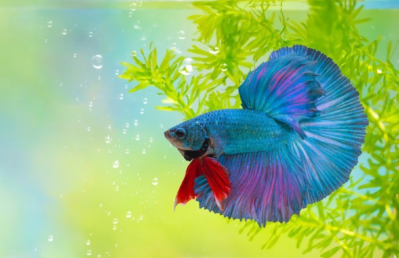 Care of betta fish shop changing water
