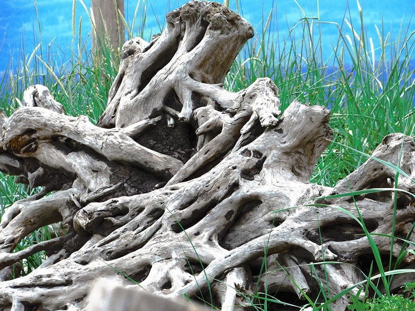 Dried Driftwood