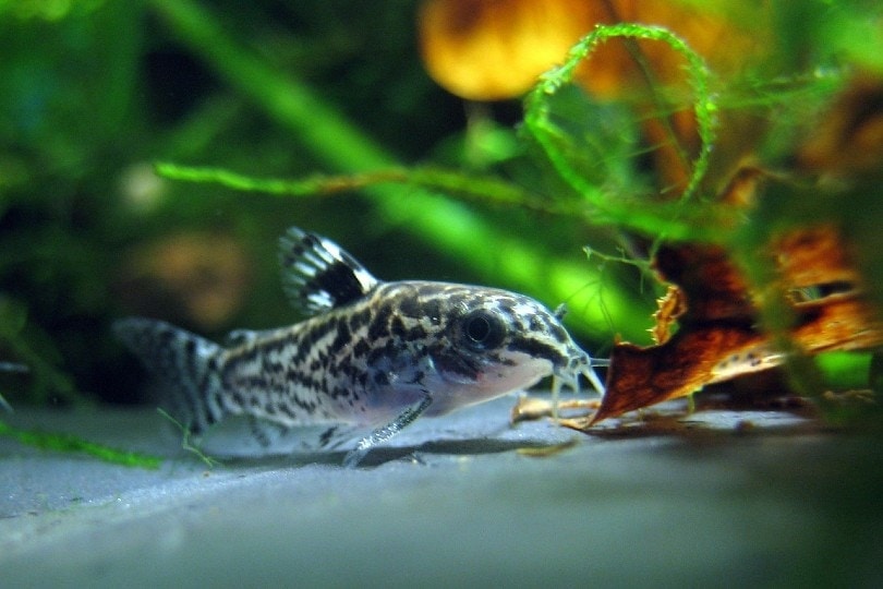 How Many Cory Catfish In A 10-Gallon Tank? Care Tips & Facts