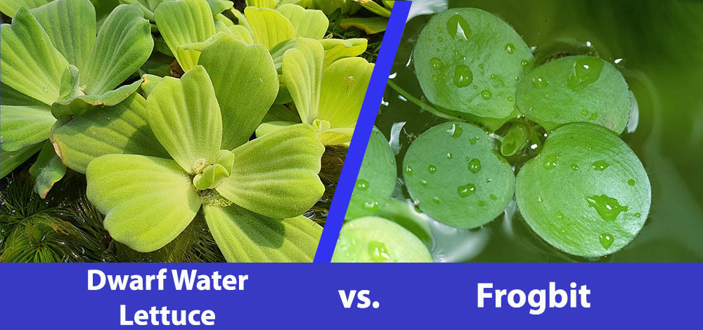 Dwarf Water Lettuce vs Frogbit