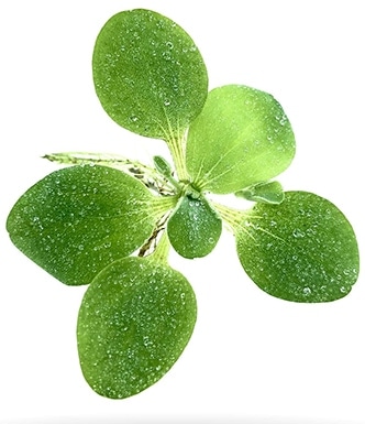 Dwarf Water Lettuce