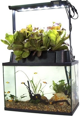 Hệ Thống Vườn Trong Nhà Aquaponics ECO-Cycle