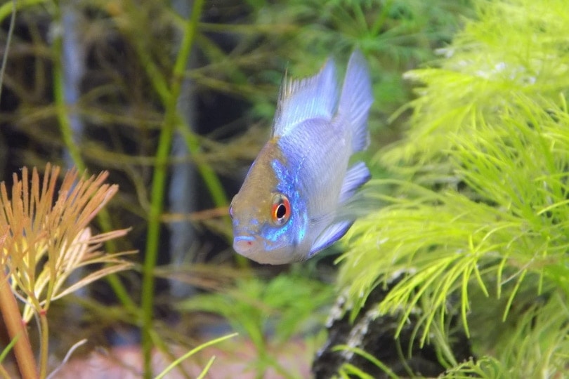 Electric blue acara cichlid in aquarium