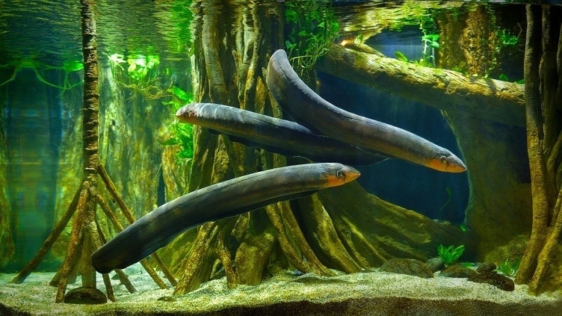 What Do Eels Eat in the Wild and as Pets? Nutrition Facts & FAQ | Hepper