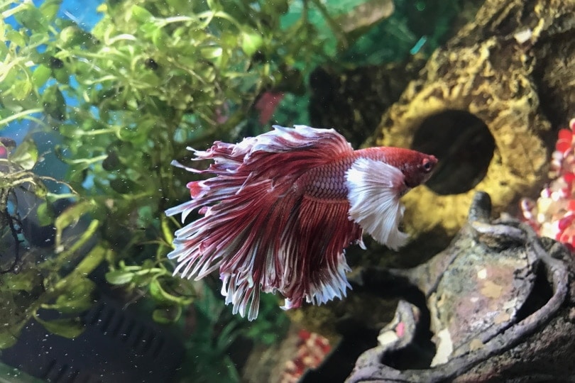 Elephant ear betta fish