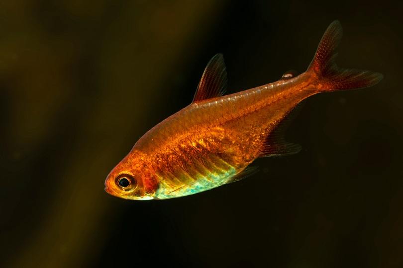 Ember Tetra