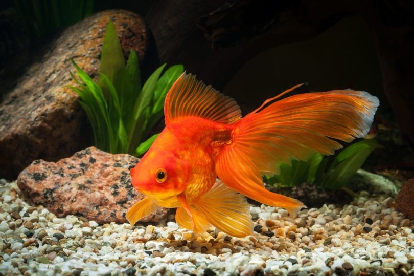 Fantail goldfish