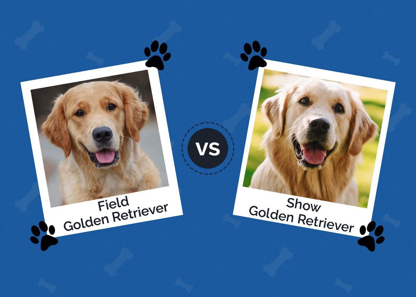 Field Golden Retriever vs Show Golden Retriever