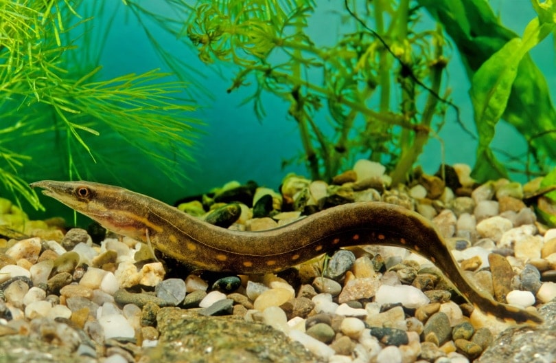 Fire Eel in aquarium