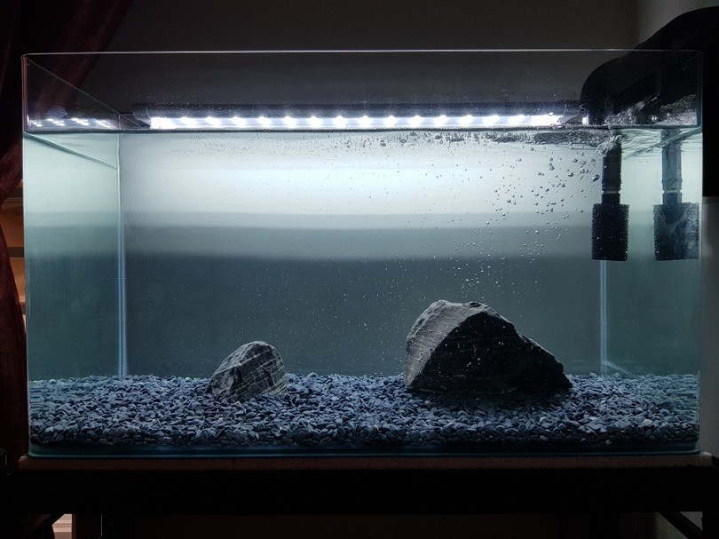 Fish-Tank-Aquarium-Setup_Maverick-Ace_shutterstock