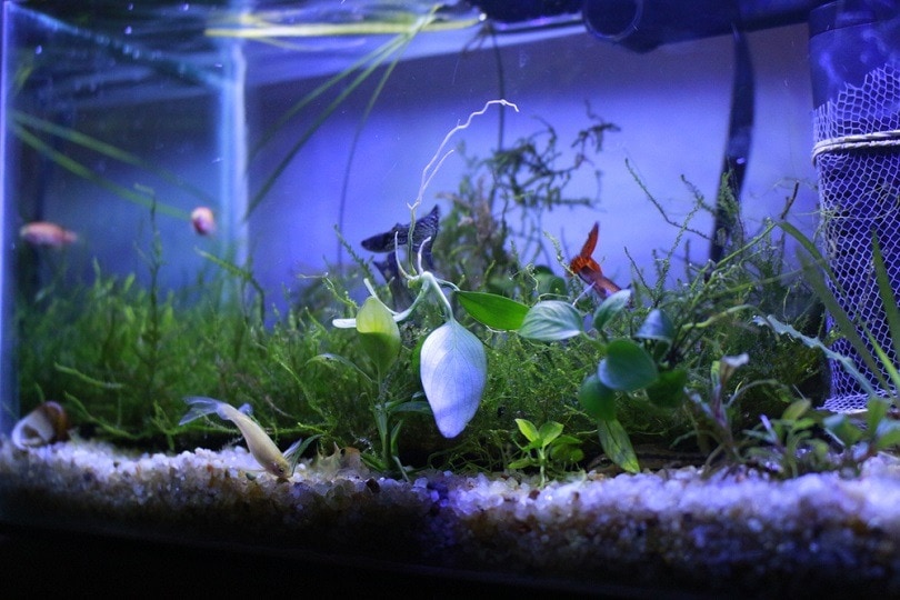 Fish with low angle Green plants _Suyuthiahmad_shutterstock