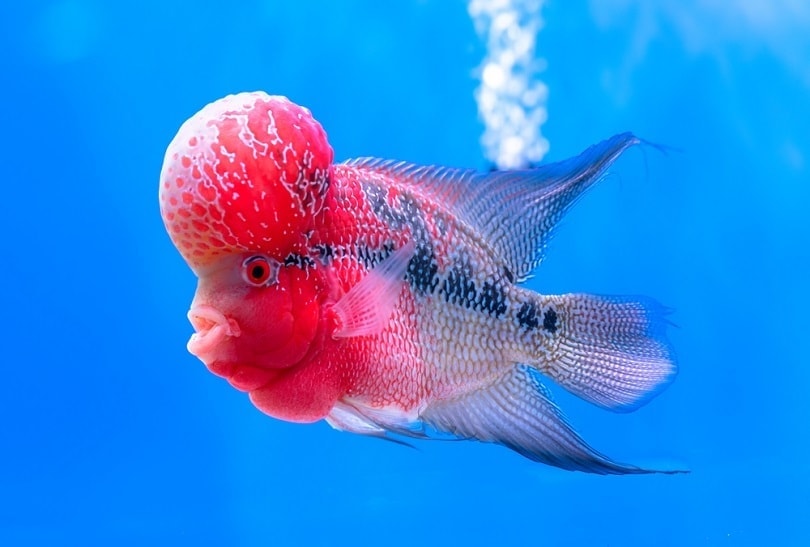 Flowerhorn Cichlid Colorful fish
