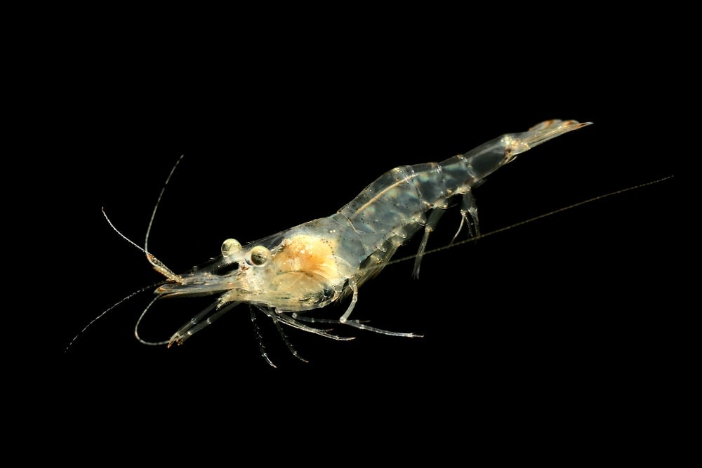 Freshwater Ghost Shrimp