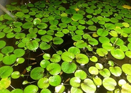 Frogbit