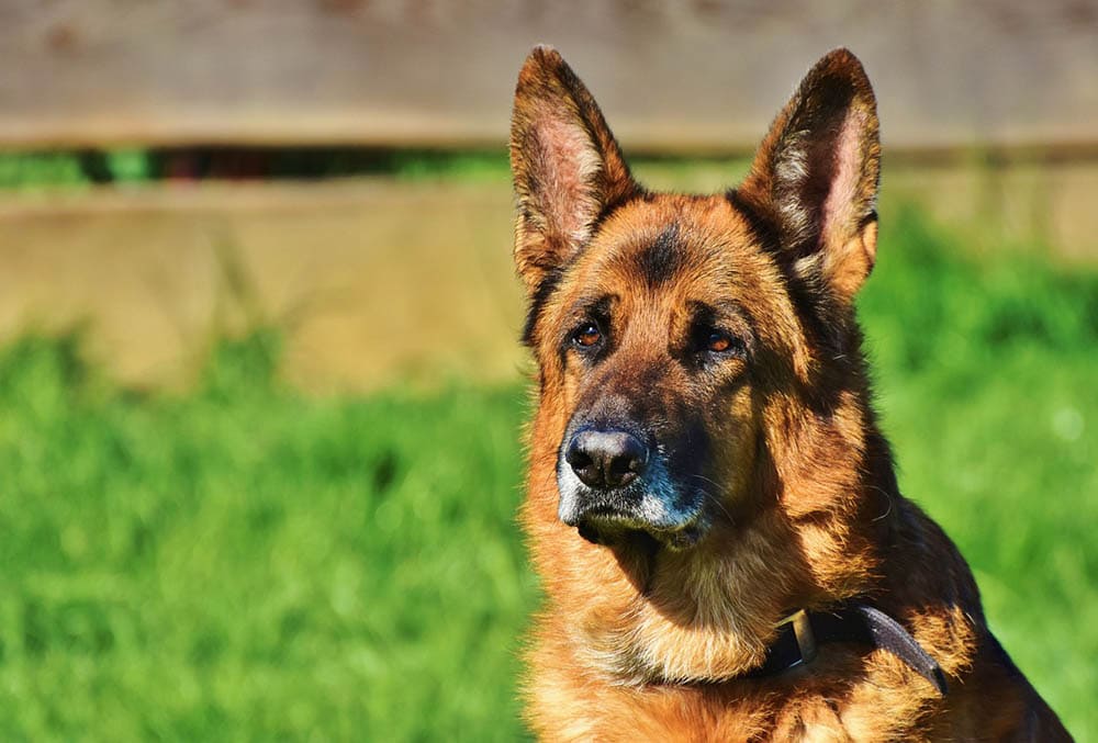 German Shepherd dog