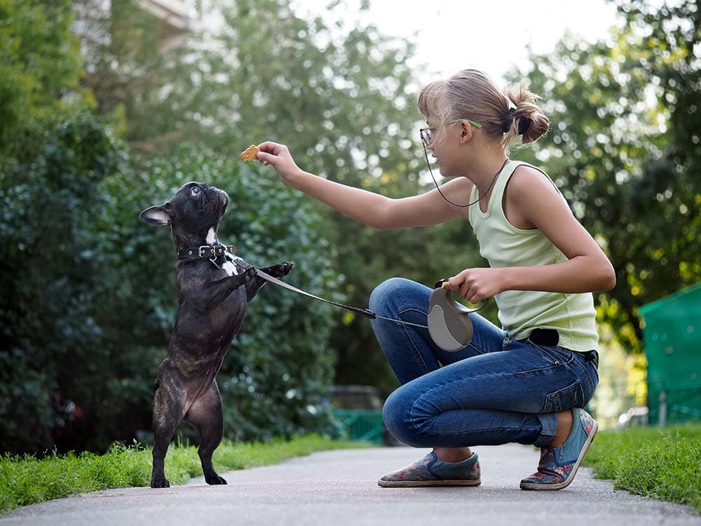 Girl walking a French bull dog and to train. Puppy jumping for treat