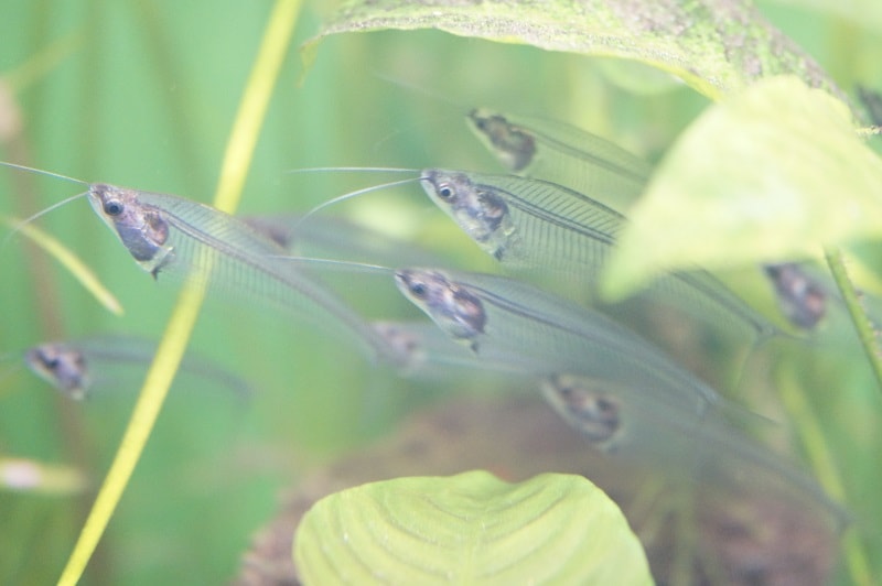 Glass Catfish