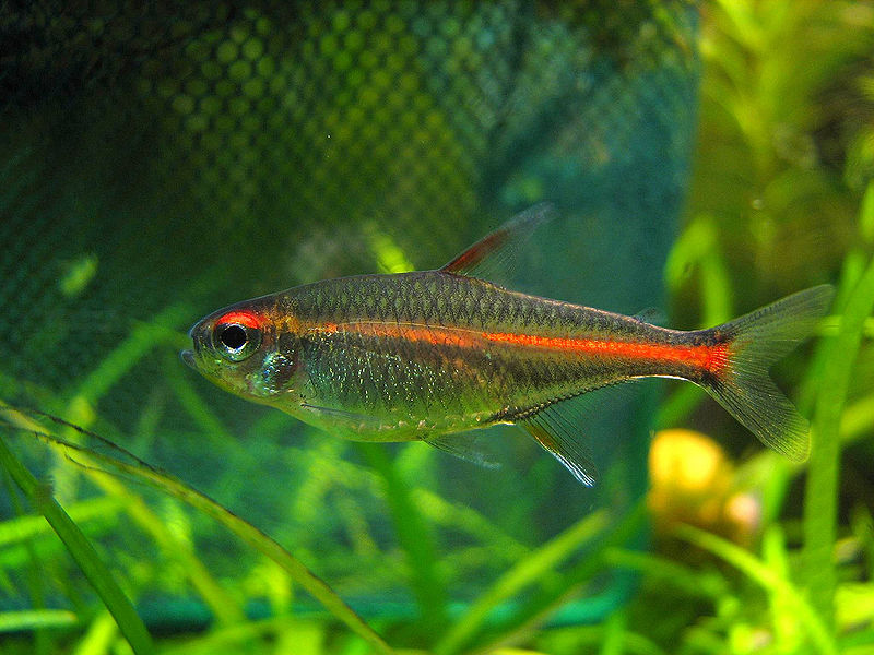 Glowlight-Tetra