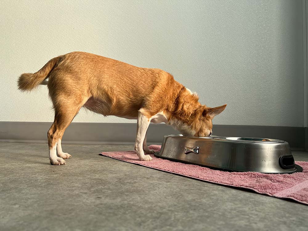 A gold and white senior chihuahua dog eating food from a stainless steel raised bowl