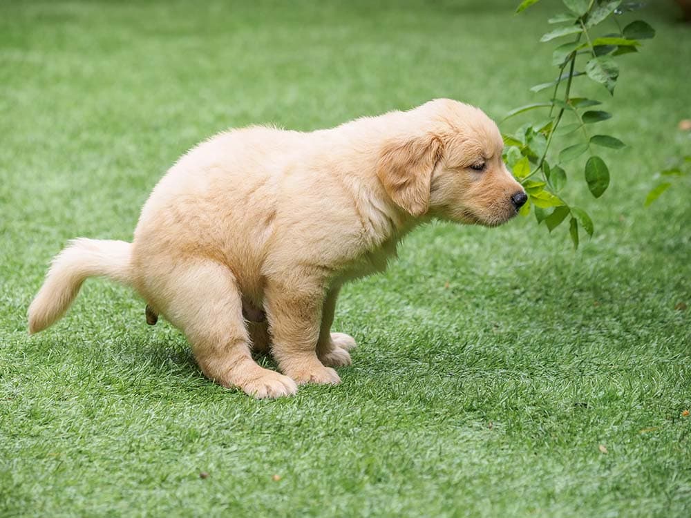 Golden Retriever puppy pooping
