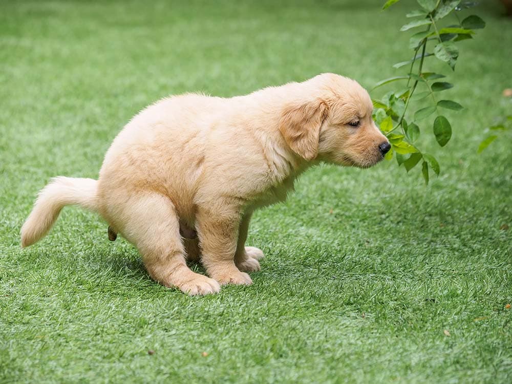 How to Potty Train a Golden Retriever: 7 Proven Methods | Hepper