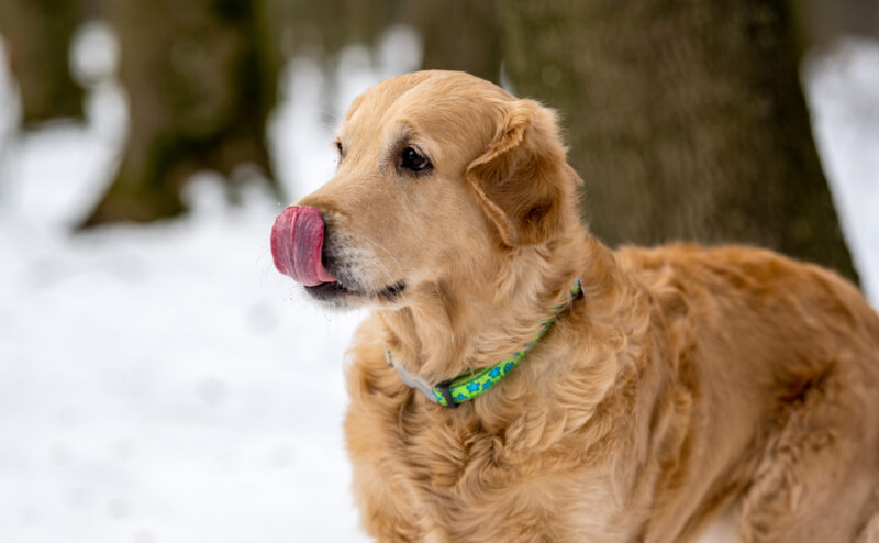Golden retriever dog licks nose in the winter park
