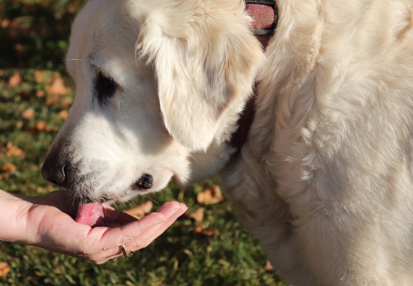 Golden retriever licking a hand