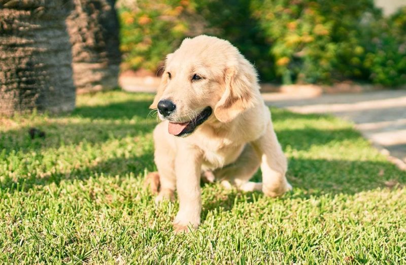 Golden retriever puppy dog having fun at the park sitting on the green grass