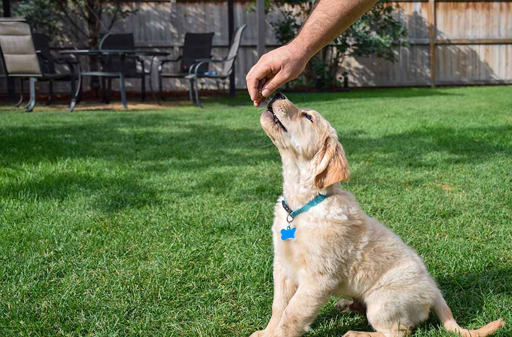 Golden retriever puppy getting a treat during puppy training on backyard