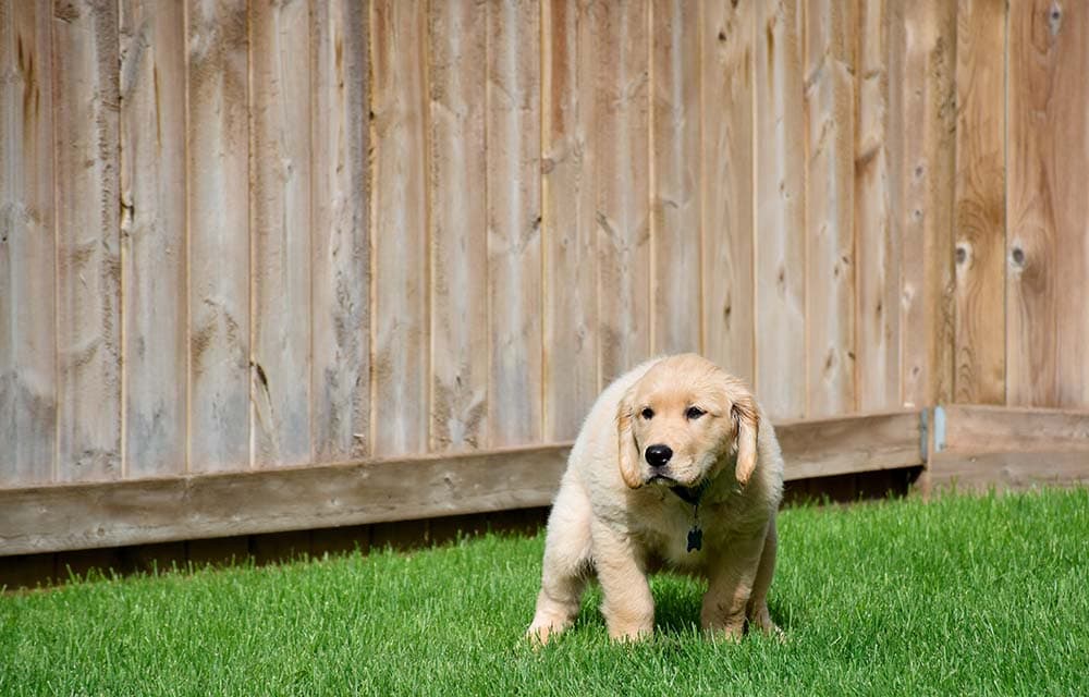 Golden retriever puppy getting ready to poop on green grass in the backyard