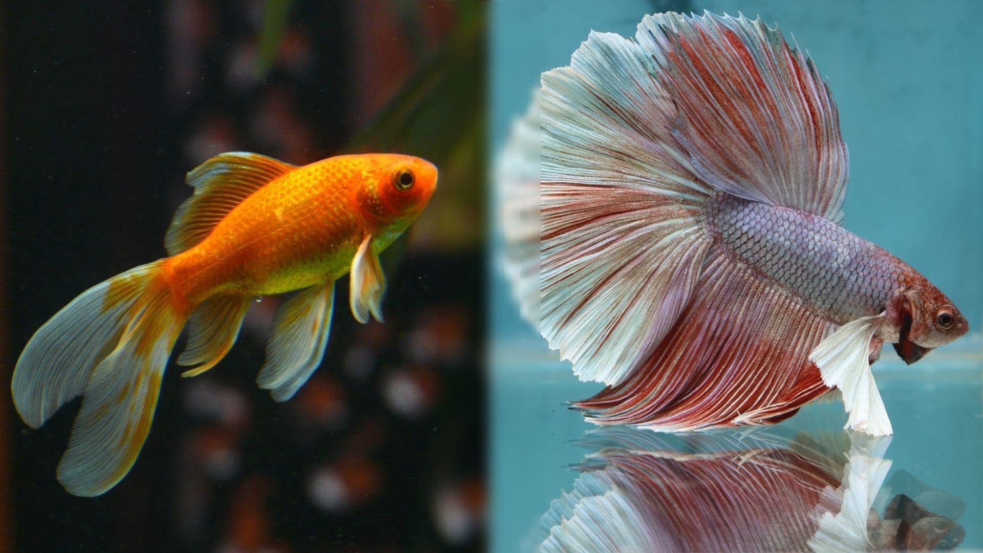 Can Betta Fish And Goldfish Live Together? Fish Compatibility Explained By  Our Vet | Hepper