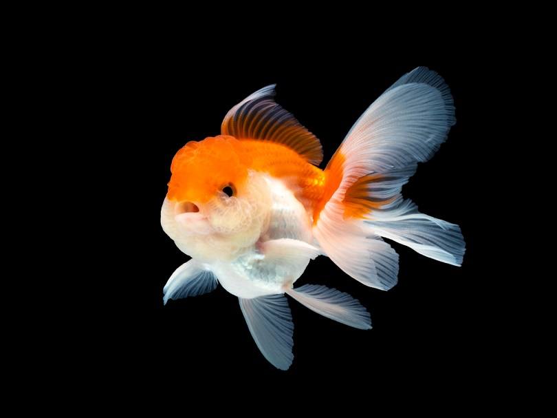 Goldfish Oranda_Buddy BIGPhotographer_shutterstock