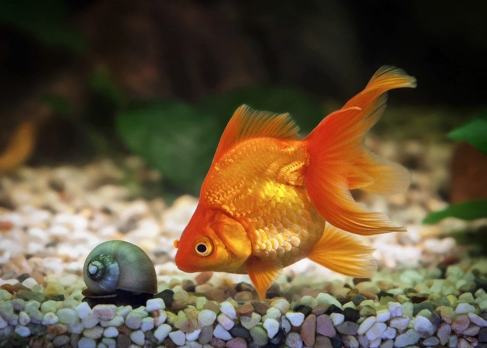 Goldfish-and-snail-in-aquarium-tank