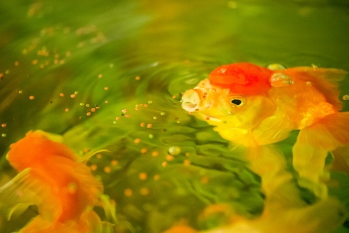 Goldfish eating food