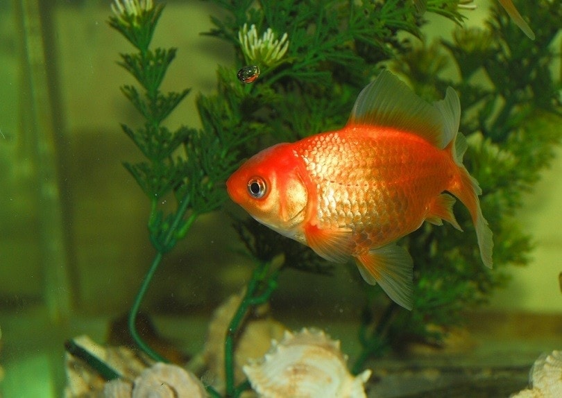 Goldfish in a fish tank