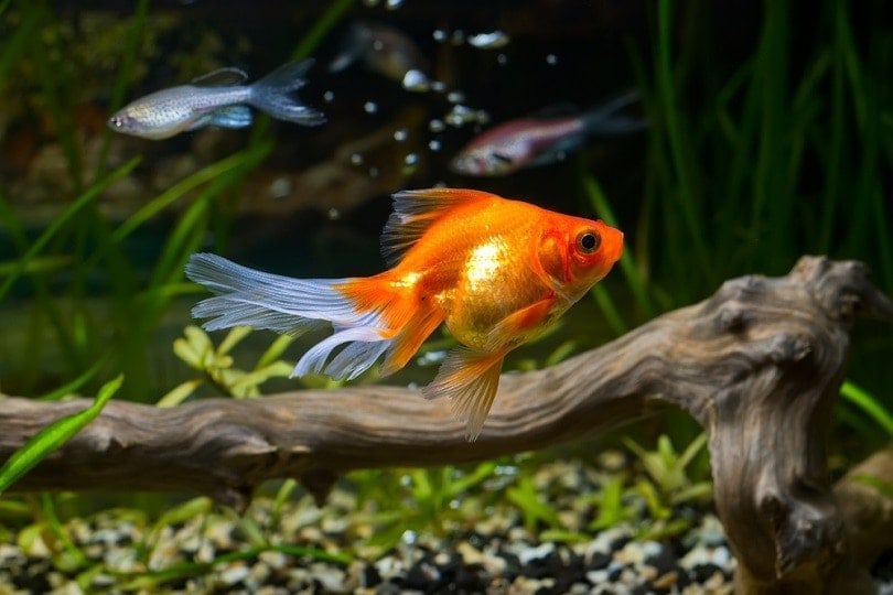 Goldfish in aquarium with green plants