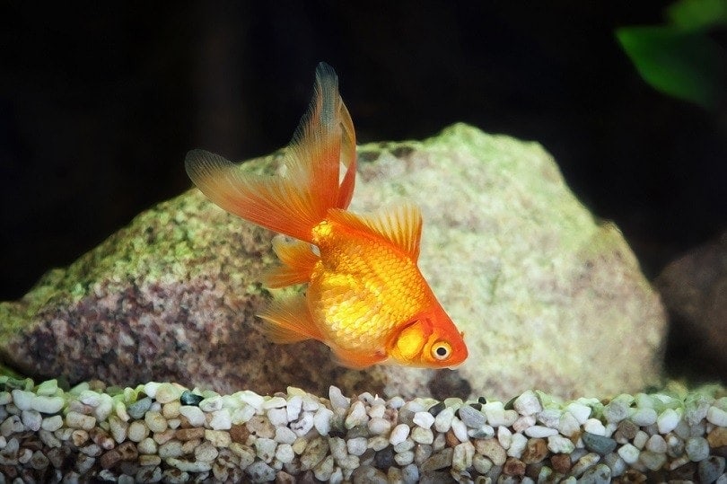 Goldfish in aquarium